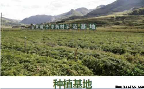 守正创新传瑰宝 苗医济世惠民生 —— 王开香与苗草铺子共筑民族医药新征程