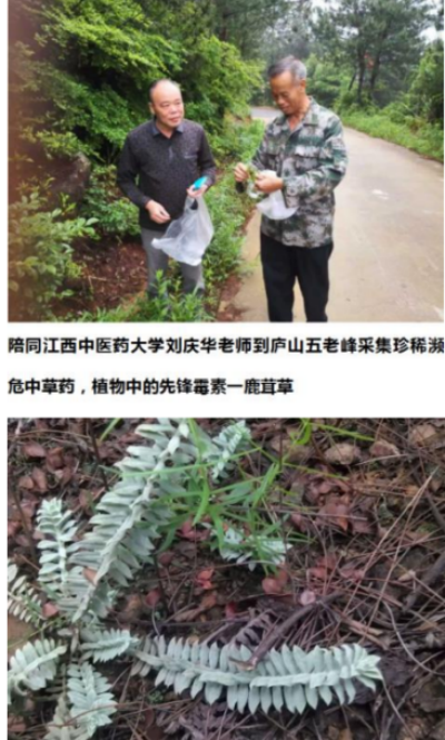 药用金盆山，健康中国战略机遇：金盆山诚邀资本共建中医药健康产业新高地