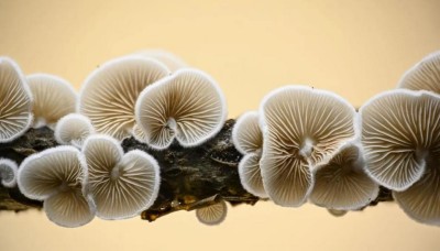 野生药用真菌自然医学体系 非药物疗法