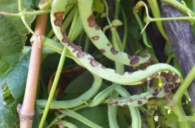 野生药用真菌自然医学体系 非药物疗法