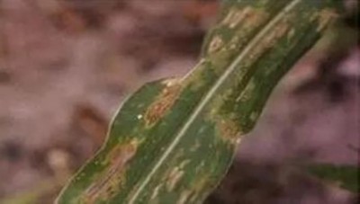 野生药用真菌自然医学体系 非药物疗法