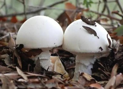 野生药用真菌自然医学体系 非药物疗法
