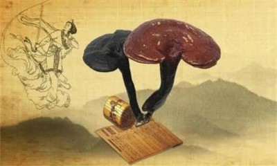 野生药用真菌自然医学体系 非药物疗法