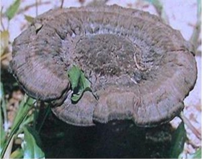 野生药用真菌自然医学体系 非药物疗法