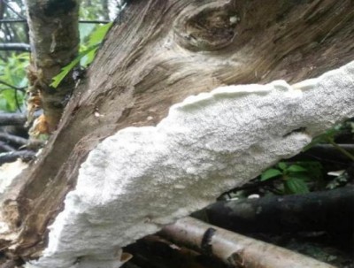 野生药用真菌自然医学体系 非药物疗法