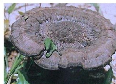 野生药用真菌自然医学体系 非药物疗法