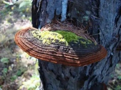 野生药用真菌自然医学体系 非药物疗法