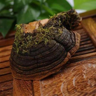 野生药用真菌自然医学体系 非药物疗法