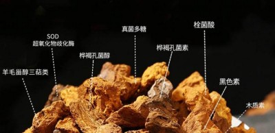 野生药用真菌自然医学体系 非药物疗法