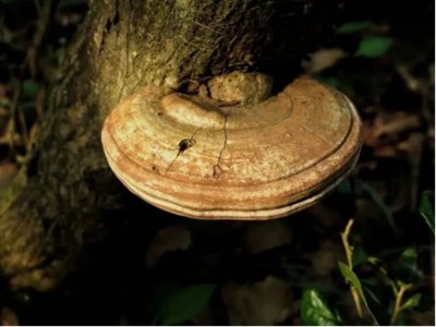 野生药用真菌自然医学体系 非药物疗法