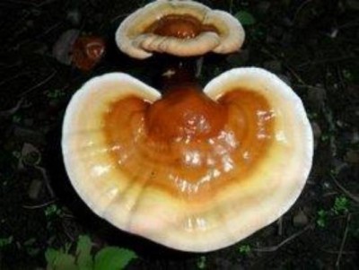 野生药用真菌自然医学体系 非药物疗法