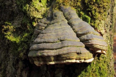 野生药用真菌自然医学体系 非药物疗法