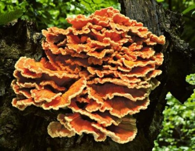 野生药用真菌自然医学体系 非药物疗法