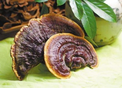 野生药用真菌自然医学体系 非药物疗法