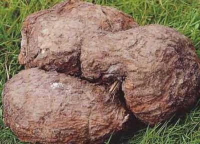 野生药用真菌自然医学体系 非药物疗法