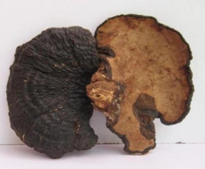 野生药用真菌自然医学体系 非药物疗法