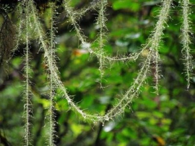 野生药用真菌自然医学体系 非药物疗法