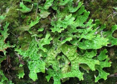 野生药用真菌自然医学体系 非药物疗法
