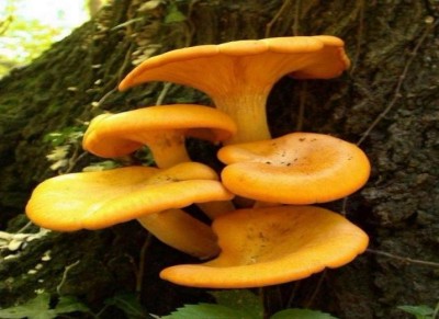 野生药用真菌自然医学体系 非药物疗法