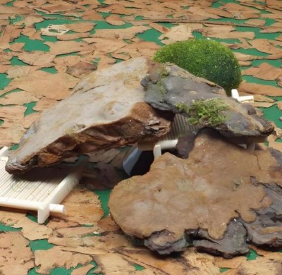 野生药用真菌自然医学体系 非药物疗法