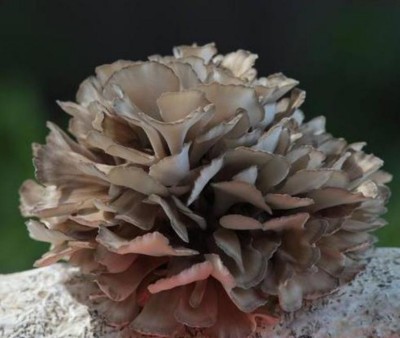 野生药用真菌自然医学体系 非药物疗法